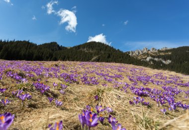 Tatra Dağları, çiğdemler Chocholowska Vadisi