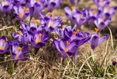 Çiğdemler çayır, ilk bahar çiçek üzerinde