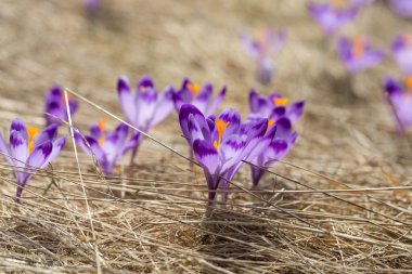 Çiğdemler çayır, ilk bahar çiçek üzerinde
