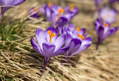 Çiğdemler çayır, ilk bahar çiçek üzerinde