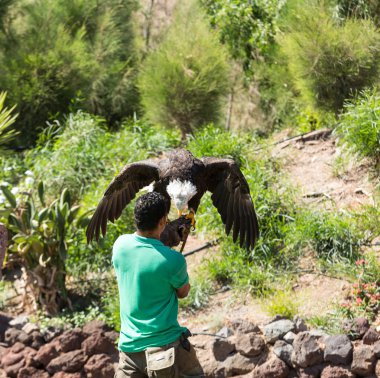 Yırtıcı Kuş gösterisi, Oasis Park, Fuerteventura, Kanarya Adaları, İspanya