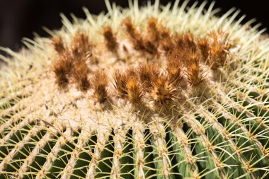 echinocactus grusonii, halk altın varil kaktüs bilinen altın top veya eğlenceli, anne-in-law'ın yastık,