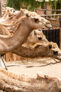 Çiftlikte deve sürüsü
