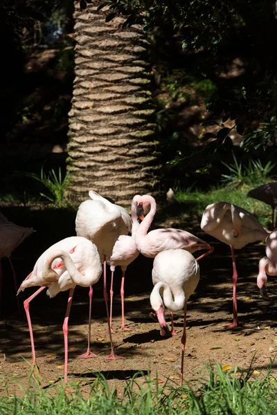 Pěkné růžové velkého ptáka plameňáka, Phoenicopterus ruber — Stock fotografie