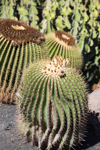 Echinocactus grusonii, popularnie znany jako złoty kaktus baryłkę, złotą piłkę lub, jak na ironię, matki in-law's poduszki, — Zdjęcie stockowe