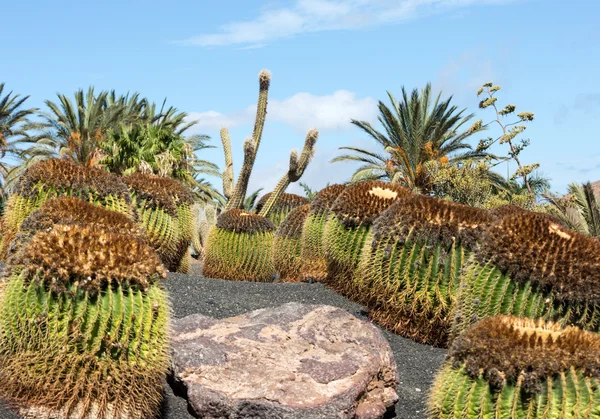 Echinocactus kudde, populärt kallad gyllene fat kaktus, Guldbollen eller, underhållande, mor-in-law kudde, — Stockfoto