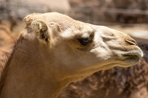 The herd of Camels on the farm — Stock Photo, Image