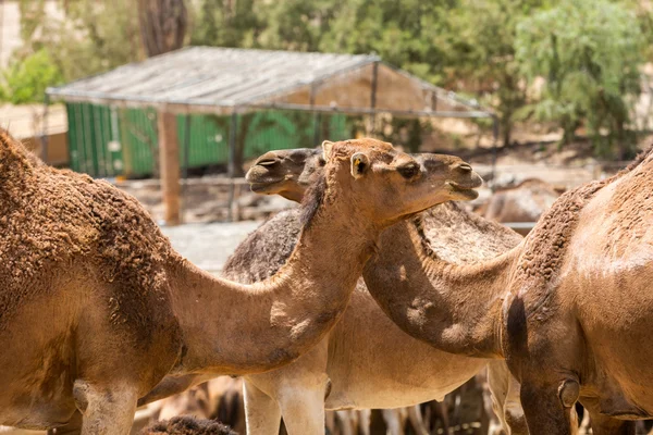 The herd of Camels on the farm — Stock Photo, Image