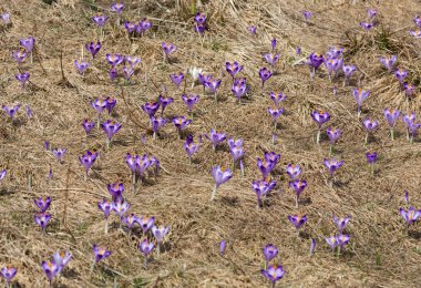 Çiğdemler çayır, ilk bahar çiçek üzerinde