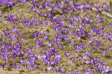 Çiğdemler çayır, ilk bahar çiçek üzerinde