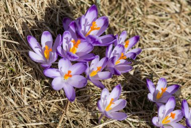 Çiğdemler çayır, ilk bahar çiçek üzerinde
