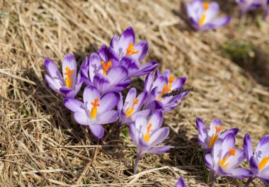 Çiğdemler çayır, ilk bahar çiçek üzerinde
