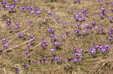 Çiğdemler çayır, ilk bahar çiçek üzerinde