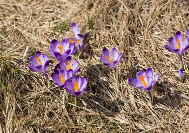 Çiğdemler çayır, ilk bahar çiçek üzerinde