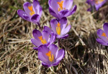Çiğdemler çayır, ilk bahar çiçek üzerinde