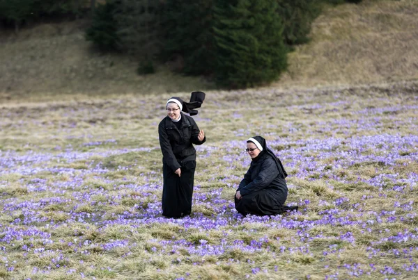 Nuns  on mountain meadow with crocus flowers blooming. Chocholowska Valley , Poland — Stock Photo, Image