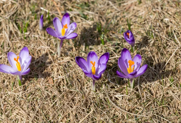 Krókuszok a réten, az első tavaszi virágok — Stock Fotó