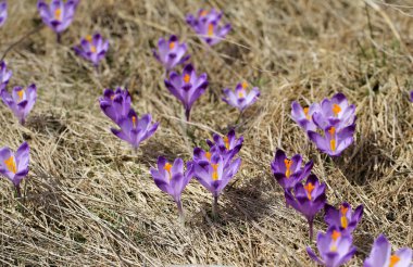Çiğdemler çayır, ilk bahar çiçek üzerinde