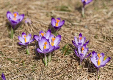 Çiğdemler çayır, ilk bahar çiçek üzerinde