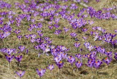 Çiğdemler çayır, ilk bahar çiçek üzerinde