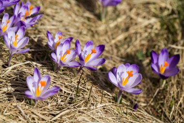 Çiğdemler çayır, ilk bahar çiçek üzerinde