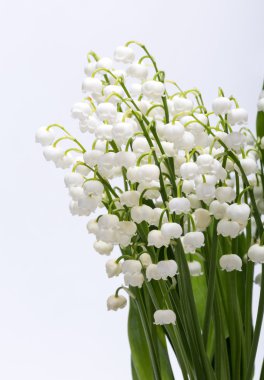 Lily beyaz izole vadi (Convallaria Majalis)