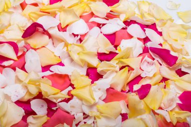  Pembe ve sarı güller çiçek yaprakları. Arka plan