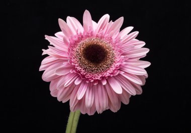 Pembe Gerbera çiçeğine yaklaş.