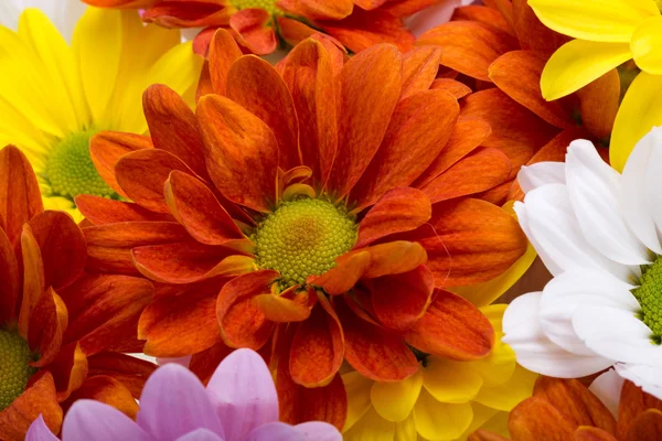 Detail barevné chrysanthemum květiny — Stock fotografie