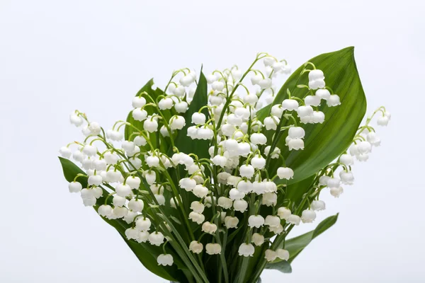 Lily beyaz izole vadi (Convallaria Majalis) — Stok fotoğraf