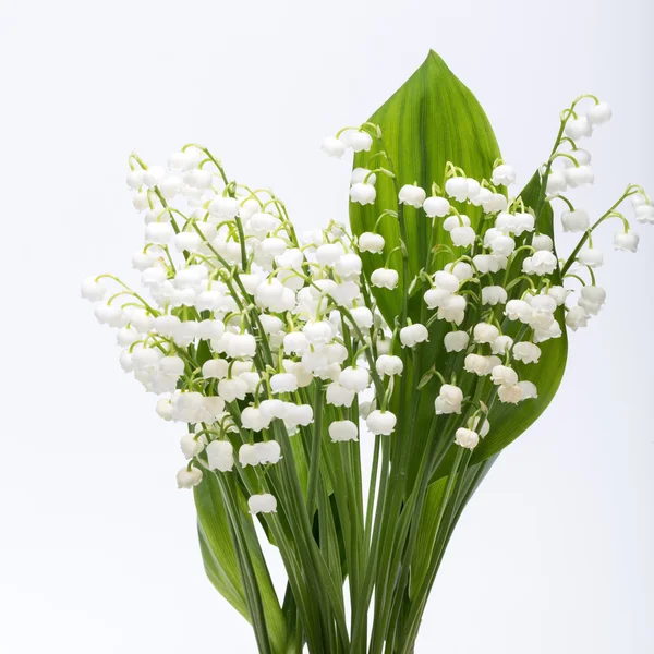 Lily beyaz izole vadi (Convallaria Majalis) — Stok fotoğraf