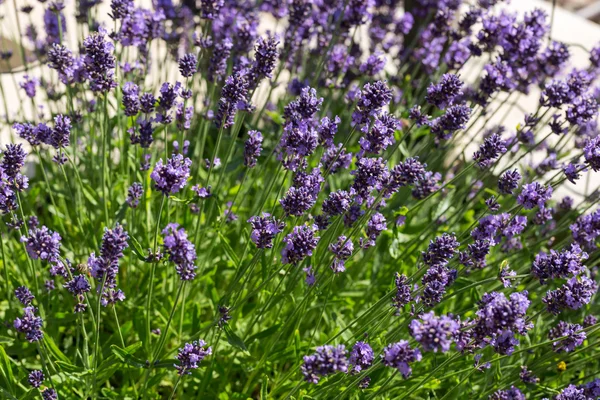 Gardens with the flourishing lavender — Stock Photo, Image