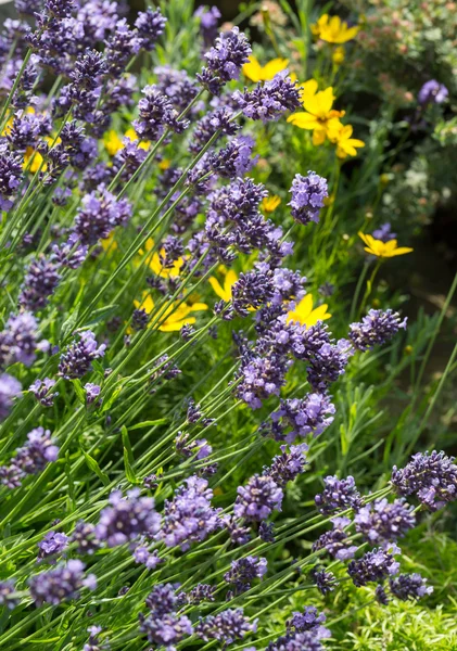 Trädgårdar med blomstrande lavendel — Stockfoto