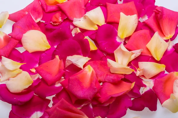 Blütenblätter aus rosa und gelben Rosen blühen. Hintergrund — Stockfoto