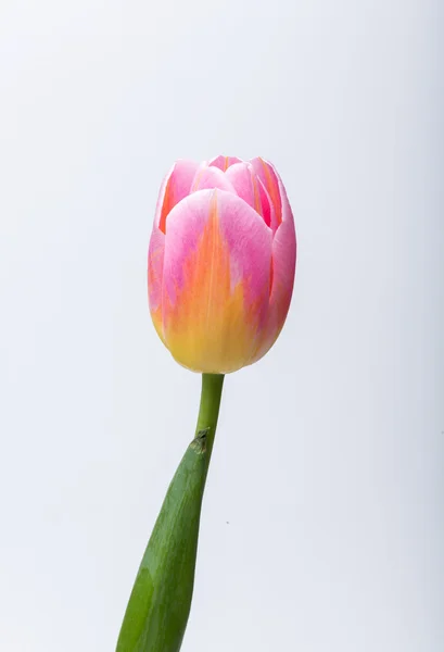 Весенний розовый тюльпан — стоковое фото
