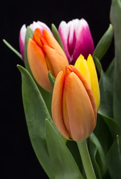 Colorido ramo de flores frescas de tulipán de primavera — Foto de Stock