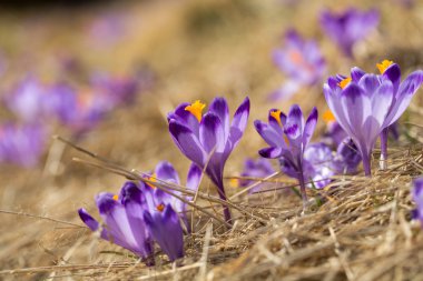 Çiğdemler çayır, ilk bahar çiçek üzerinde