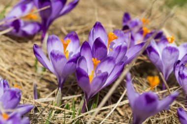 Çiğdemler çayır, ilk bahar çiçek üzerinde