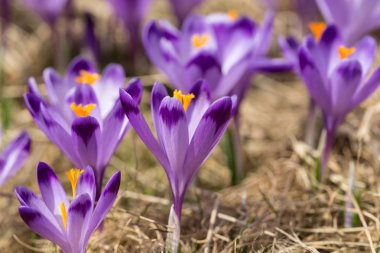 Çiğdemler çayır, ilk bahar çiçek üzerinde