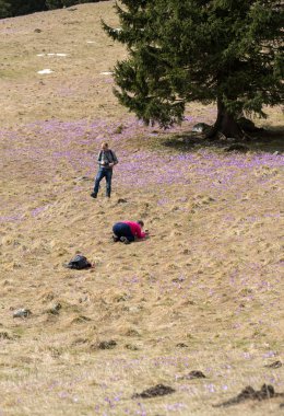  Turistler çiğdemler Chocholowska Vadisi, ilk bahar çiçek çayır üzerinde fotoğraf çekme. Tatra Mountain. Polonya