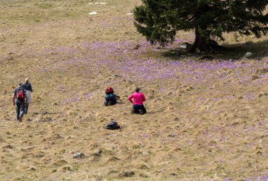 Turistler çiğdemler Chocholowska Vadisi, ilk bahar çiçek çayır üzerinde fotoğraf çekme. Tatra Mountain. Polonya