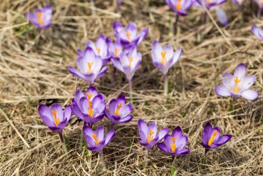 Çiğdemler çayır, ilk bahar çiçek üzerinde