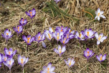 Çiğdemler çayır, ilk bahar çiçek üzerinde
