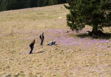 Turistler çiğdemler Chocholowska Vadisi, ilk bahar çiçek çayır üzerinde fotoğraf çekme. Tatra Mountain. Polonya