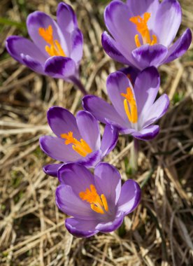 Çiğdemler çayır, ilk bahar çiçek üzerinde