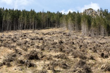  Kuru bir cansız alan dönüşmesini aşağı kesilmiş orman