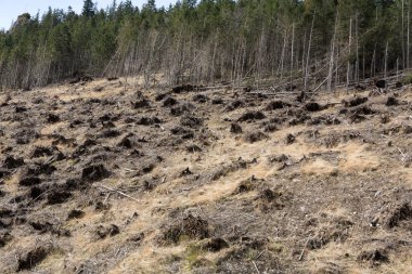  Kuru bir cansız alan dönüşmesini aşağı kesilmiş orman