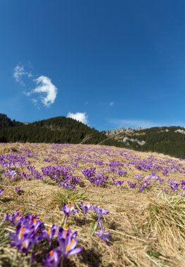 Tatra Dağları, çiğdemler Chocholowska Vadisi