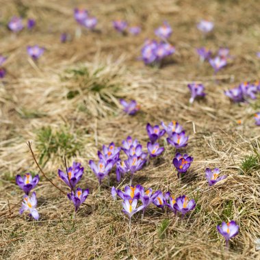 Çiğdemler çayır, ilk bahar çiçek üzerinde