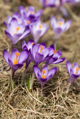 Çiğdemler çayır, ilk bahar çiçek üzerinde